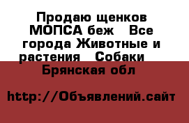 Продаю щенков МОПСА беж - Все города Животные и растения » Собаки   . Брянская обл.